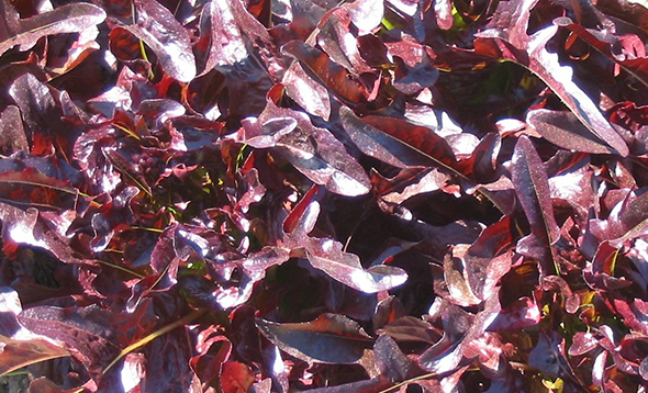 Red Oak Lettuce